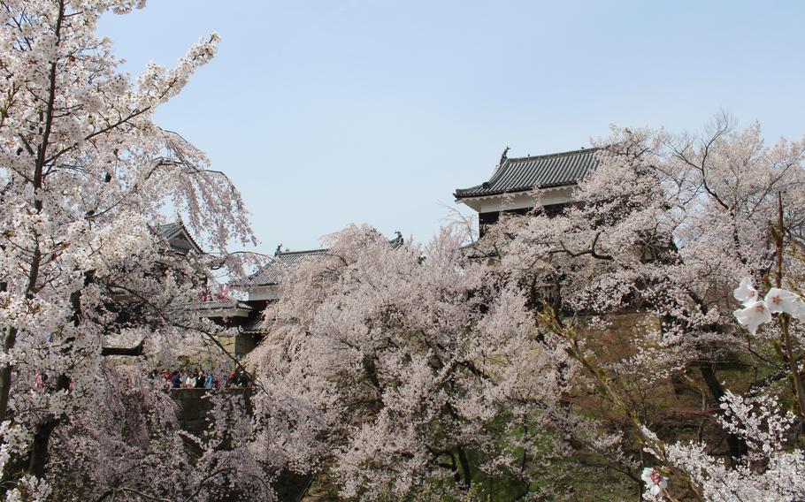 Ueda Castle and cherry blossom trees